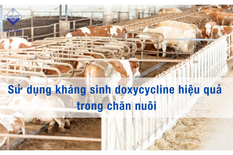Sử dụng kháng sinh doxycycline hiệu quả trong chăn nuôi