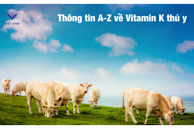Thông tin A-Z về Vitamin K thú y