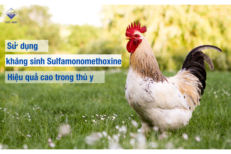 Sử dụng kháng sinh Sulfamonomethoxine hiệu quả cao trong thú y