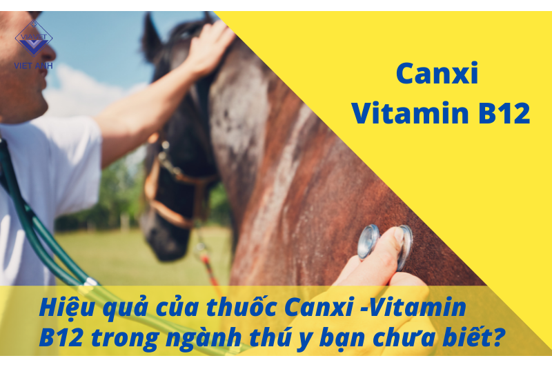 Hiệu quả của thuốc Canxi -Vitamin B12 trong ngành thú y bạn chưa biết?