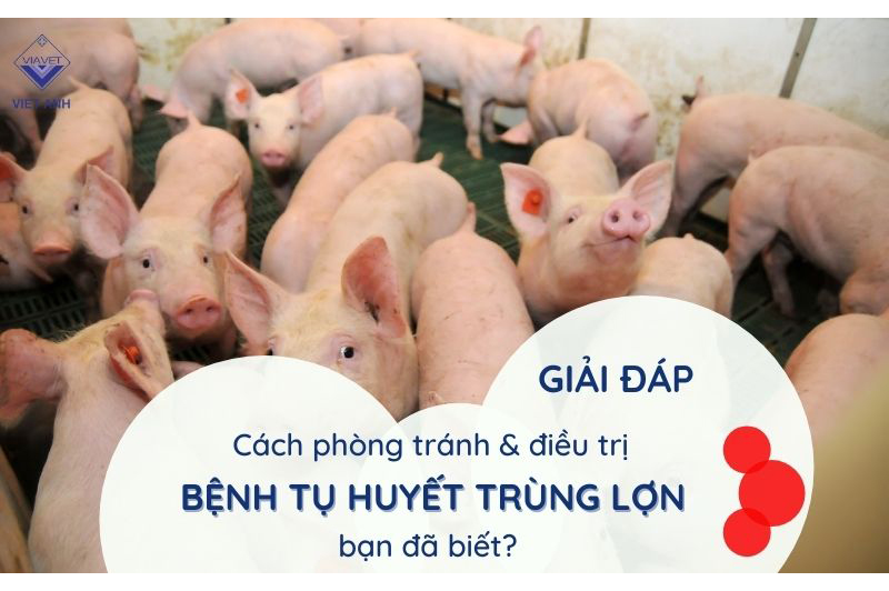 [Giải đáp] Cách phòng tránh và điều trị bệnh tụ huyết trùng trên lợn bạn đã biết?