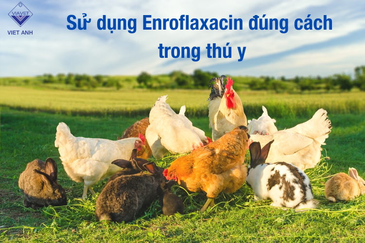Sử dụng Enrofloxacin đúng cách trong thú y