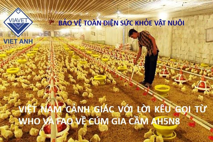 Việt Nam cảnh giác với lời kêu gọi từ WHO và FAO về cúm gia cầm AH5N8