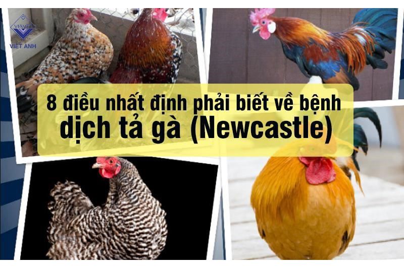 8 Điều nhất định phải biết về Bệnh dịch tả gà (Newcastle)
