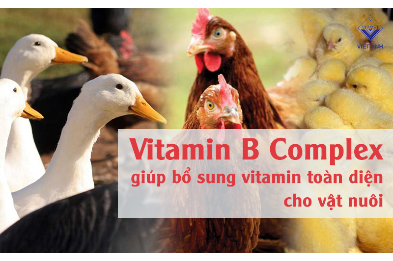 Vitamin B Complex giúp bổ sung vitamin toàn diện cho vật nuôi