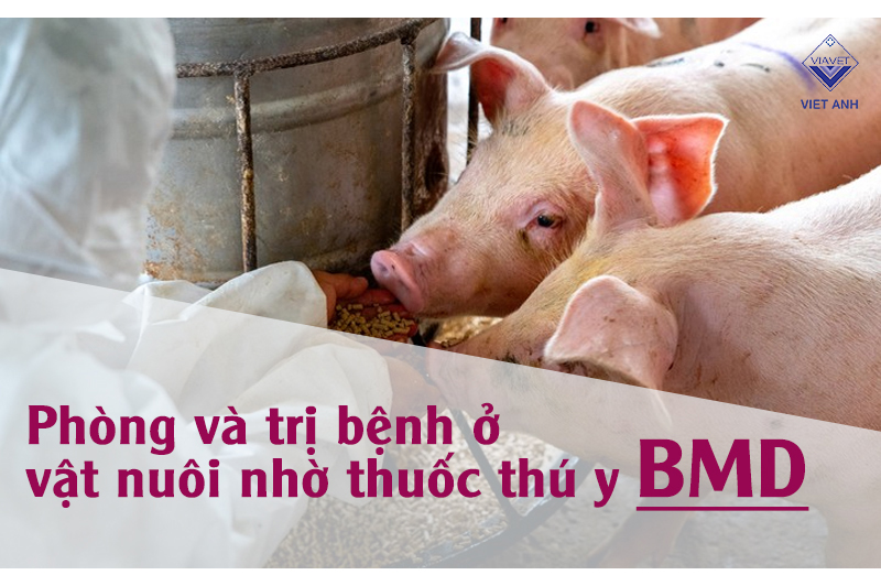 Phòng và trị bệnh ở vật nuôi nhờ thuốc thú y BMD