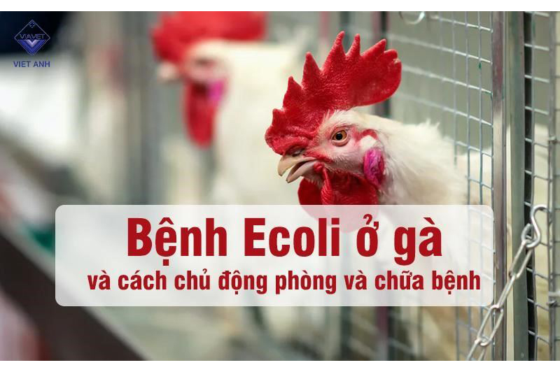 Bệnh Ecoli ở gà và cách chủ động phòng và chữa bệnh