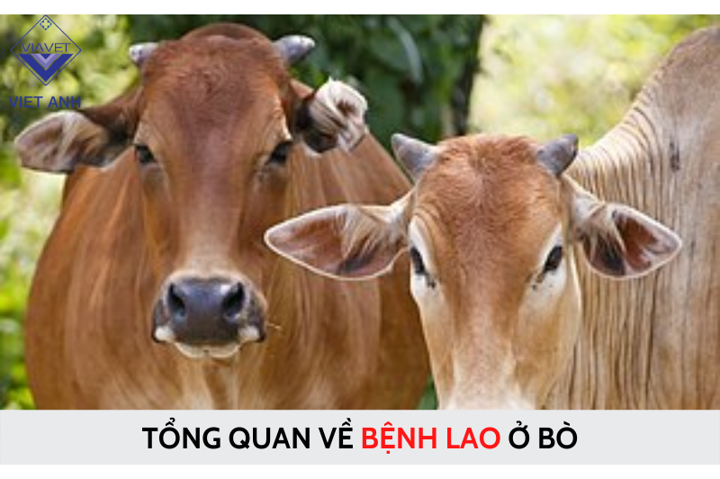 Tổng quan về BỆNH LAO ở bò