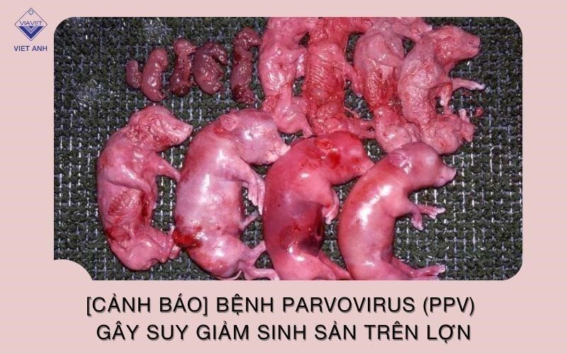 [CẢNH BÁO] Bệnh parvovirus (PPV) gây suy giảm sinh sản trên lợn