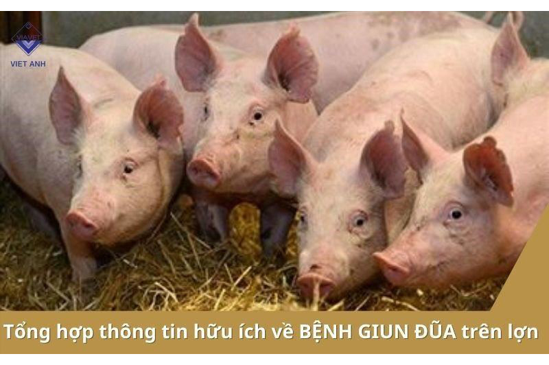 Tổng hợp thông tin hữu ích về bệnh giun đũa trên lợn