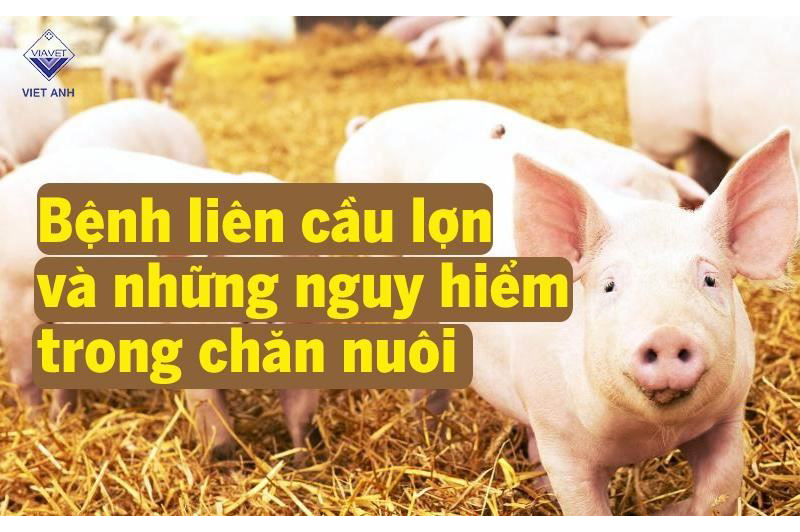 Bệnh liên cầu lợn và những nguy hiểm trong chăn nuôi