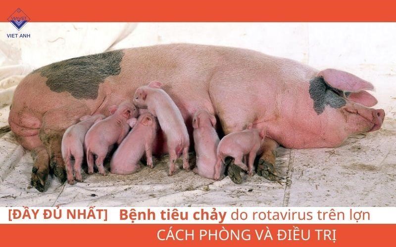 [ĐẦY ĐỦ NHẤT] Bệnh tiêu chảy dootavirus trên lợn CÁCH PHÒNG VÀ ĐIỀU TRỊ