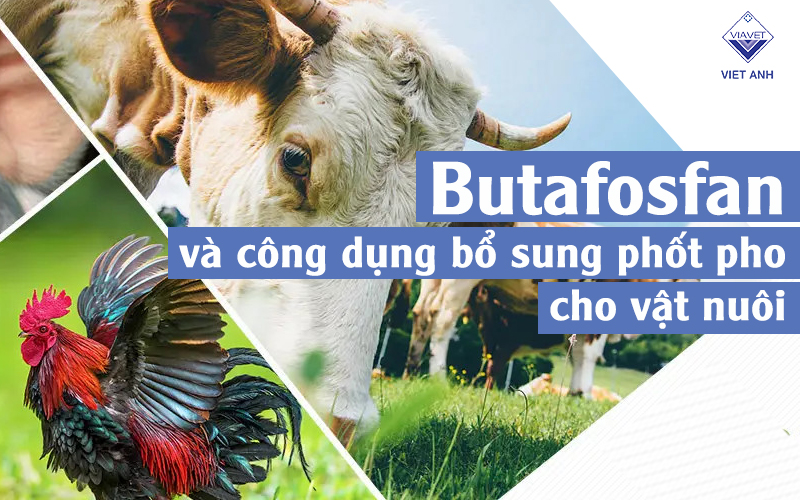 Butafosfan và công dụng bổ sung phốt pho cho vật nuôi