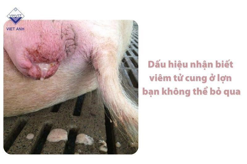 Dấu hiệu nhận biết viêm tử cung ở lợn bạn không thể bỏ qua