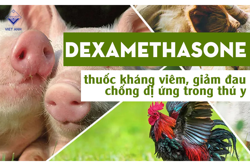 Dexamethasone – thuốc kháng viêm, giảm đau chống dị ứng trong thú y