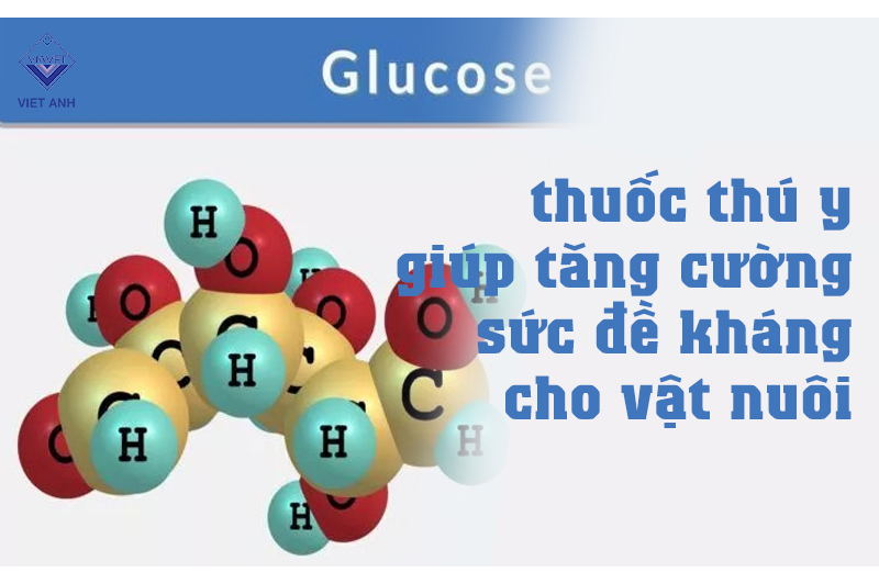 Glucose – thuốc thú y giúp tăng cường sức đề kháng cho vật nuôi