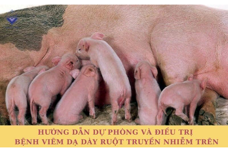 Hướng dẫn dự phòng và điều trị bệnh viêm dạ dày ruột truyền nhiễm trên lợn