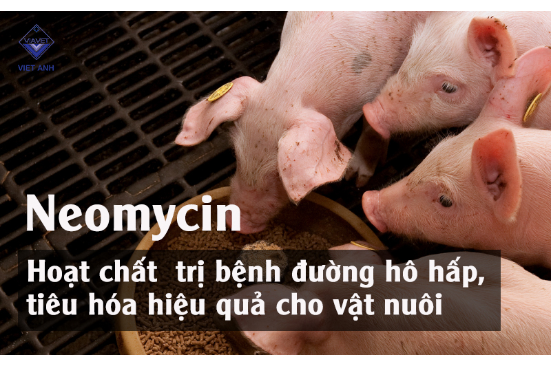 Hoạt chất Neomycin trị bệnh đường hô hấp, tiêu hóa hiệu quả cho vật nuôi