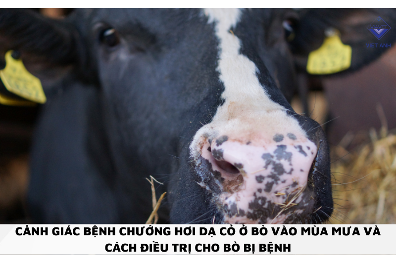 Cảnh giác BỆNH CHƯỚNG HƠI DẠ CỎ Ở BÒ vào mùa mưa và cách điều trị cho bò bị bệnh
