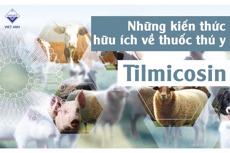 Những kiến thức hữu ích về thuốc thú y Tilmicosin