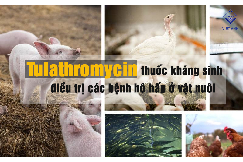 Tulathromycin thuốc kháng sinh điều trị các bệnh hô hấp ở vật nuôi