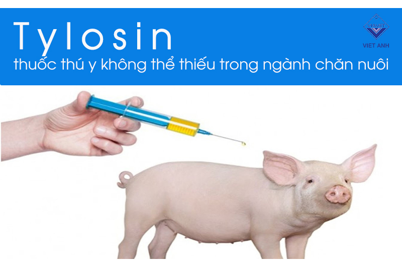 Tylosin – thuốc thú y không thể thiếu trong ngành chăn nuôi