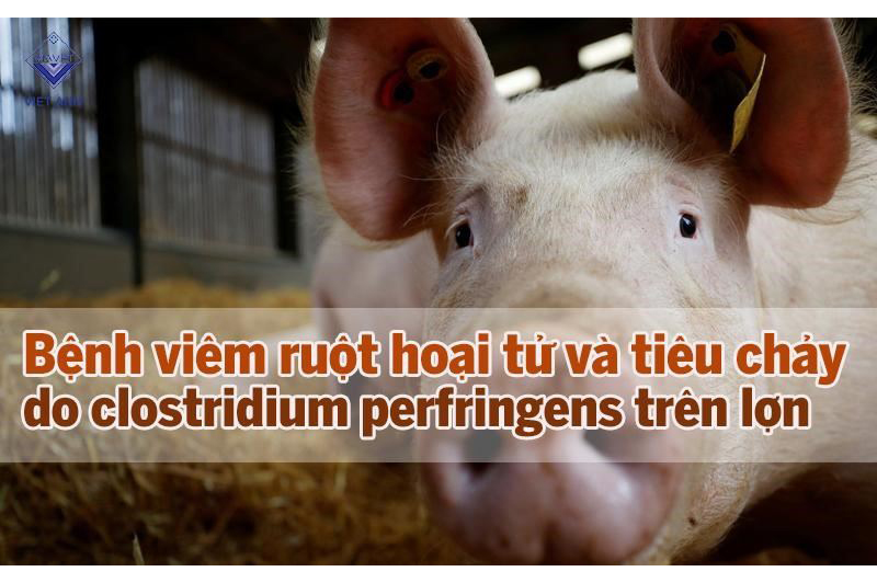 Bệnh viêm ruột hoại tử và tiêu chảy do clostridium perfringens trên lợn