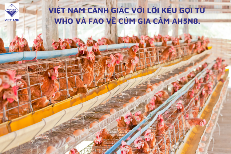 Việt Nam cảnh giác với lời kêu gọi từ WHO và FAO về cúm gia cầm