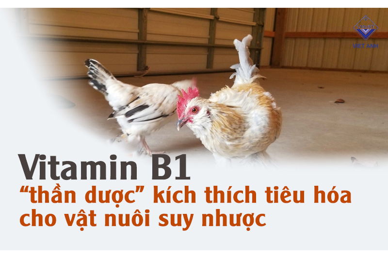 Vitamin B1 “thần dược” kích thích tiêu hóa cho vật nuôi suy nhược