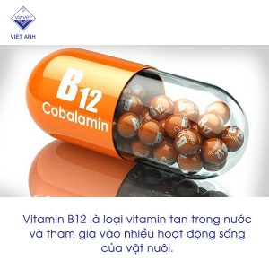 Vitamin B12 1