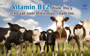 Vitamin B12 thumb