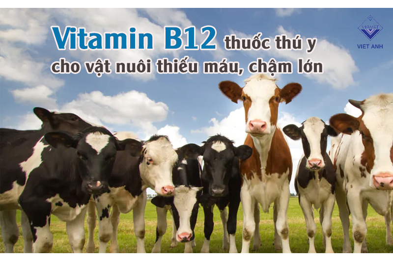 Vitamin B12 thuốc thú y cho vật nuôi thiếu máu, chậm lớn