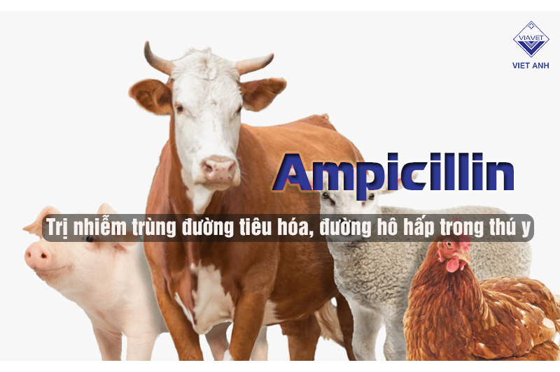 Ampicillin – Trị nhiễm trùng đường tiêu hóa, đường hô hấp trong thú y