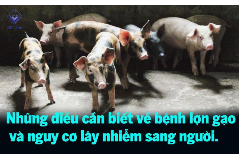 Những điều cần biết về bệnh lợn gạo và nguy cơ lây nhiễm sang người