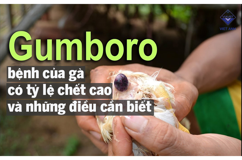 Gumboro – bệnh của gà có tỷ lệ chết cao và những điều cần biết
