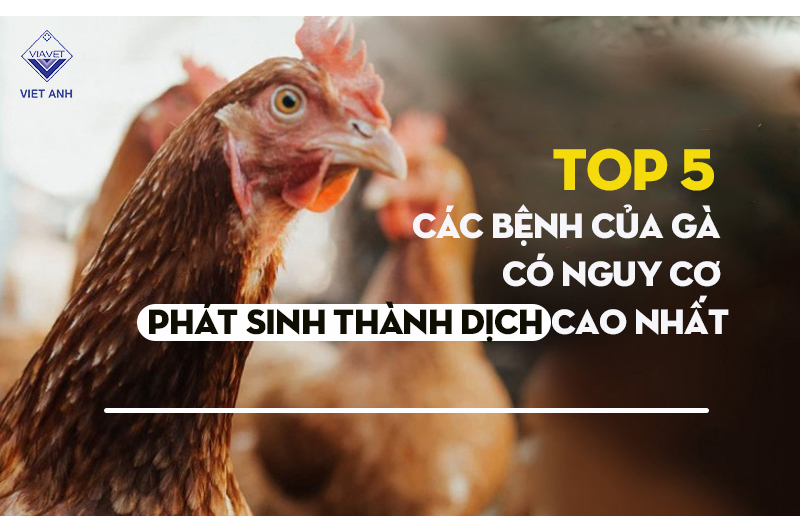 Top 5 các bệnh của gà có nguy cơ phát sinh thành dịch cao nhất