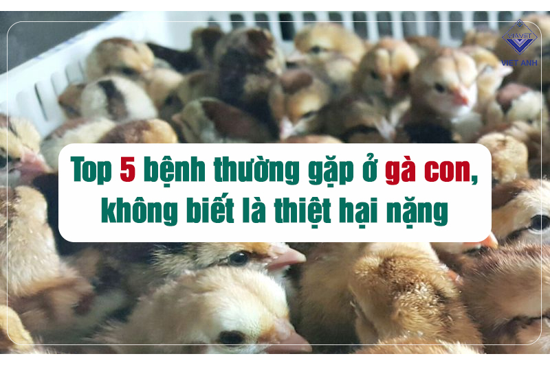 Top 5 bệnh thường gặp ở gà con, không biết là thiệt hại nặng