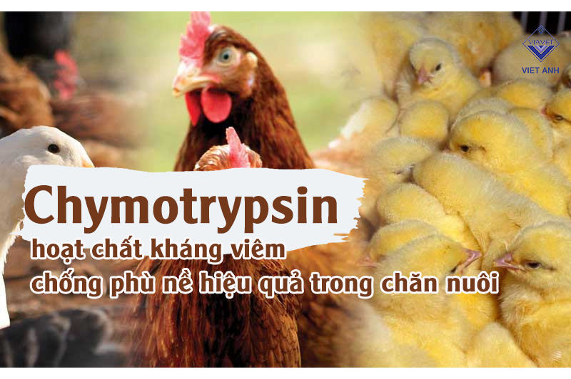 Chymotrypsin hoạt chất kháng viêm chống phù nề hiệu quả trong chăn nuôi