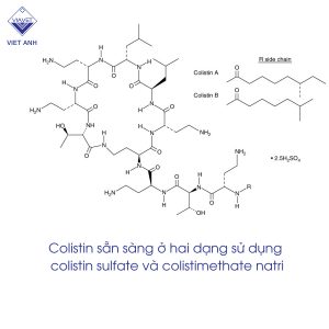 colistin sulfate 1