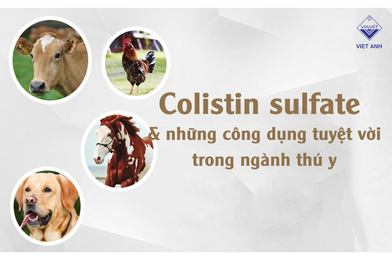 Colistin sulfate và những công dụng tuyệt vời trong ngành thú y