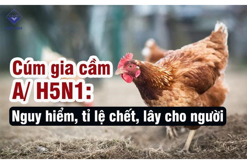 Cúm gia cầm A/ H5N1: Nguy hiểm, tỉ lệ chết, lây cho người