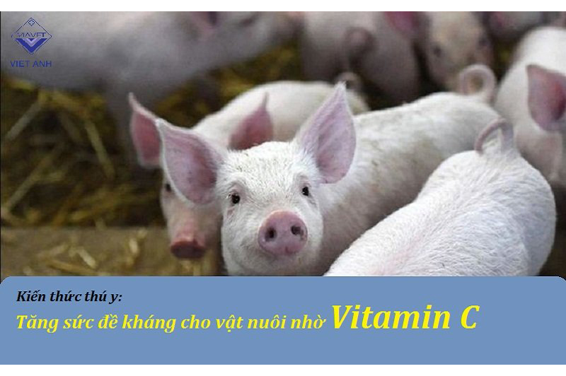 Kiến thức thú y: Tăng sức đề kháng cho vật nuôi nhờ Vitamin C