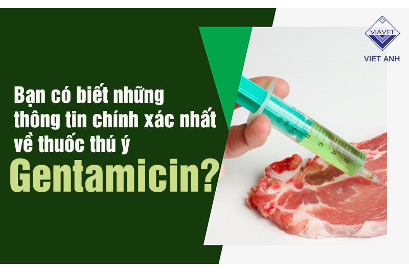 Thông tin chính xác nhất về thuốc thú y Gentamicin, bạn đã biết?