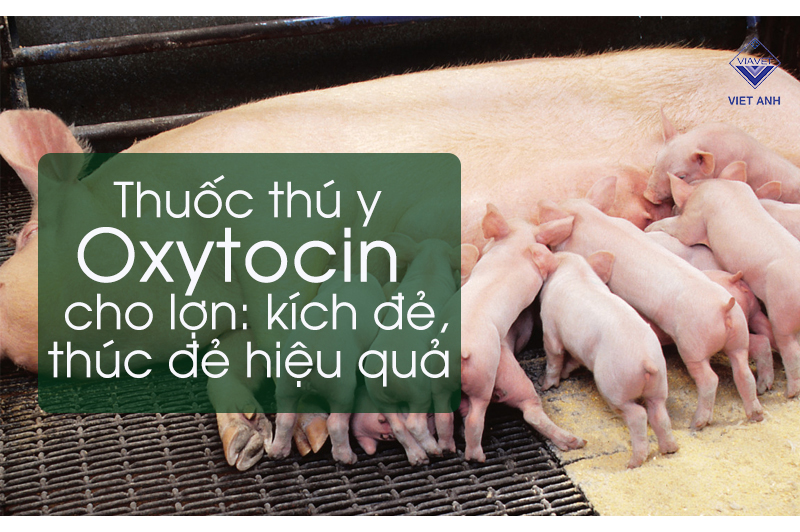 Thuốc thú y Oxytocin cho lợn: kích đẻ, thúc đẻ hiệu quả