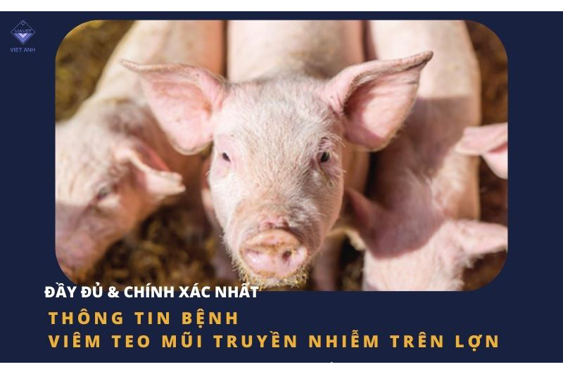 Thông tin bệnh Viêm Teo Mũi Truyền Nhiễm trên lợn