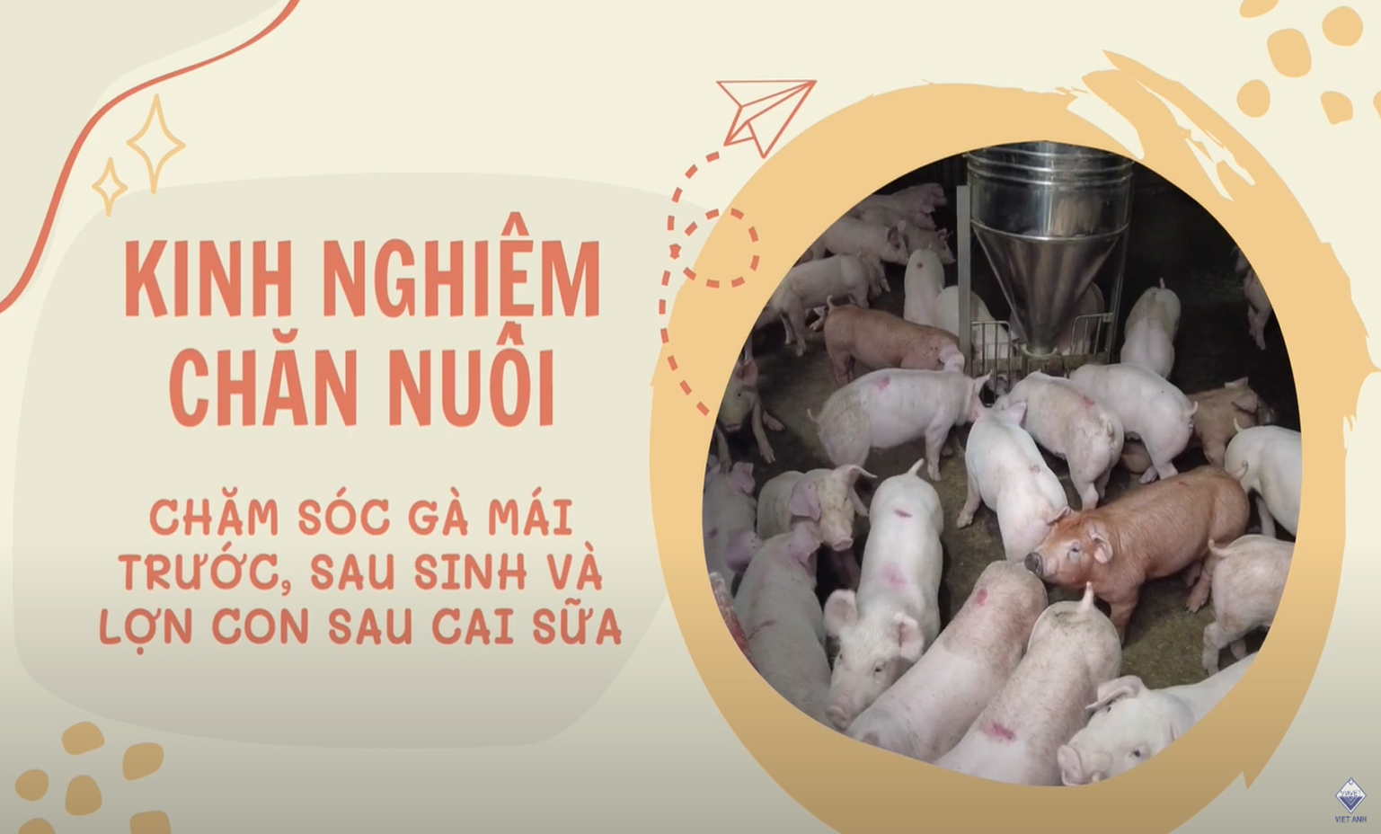 Chăm sóc lợn nái trước sau sinh và lợn con sau cai sữa