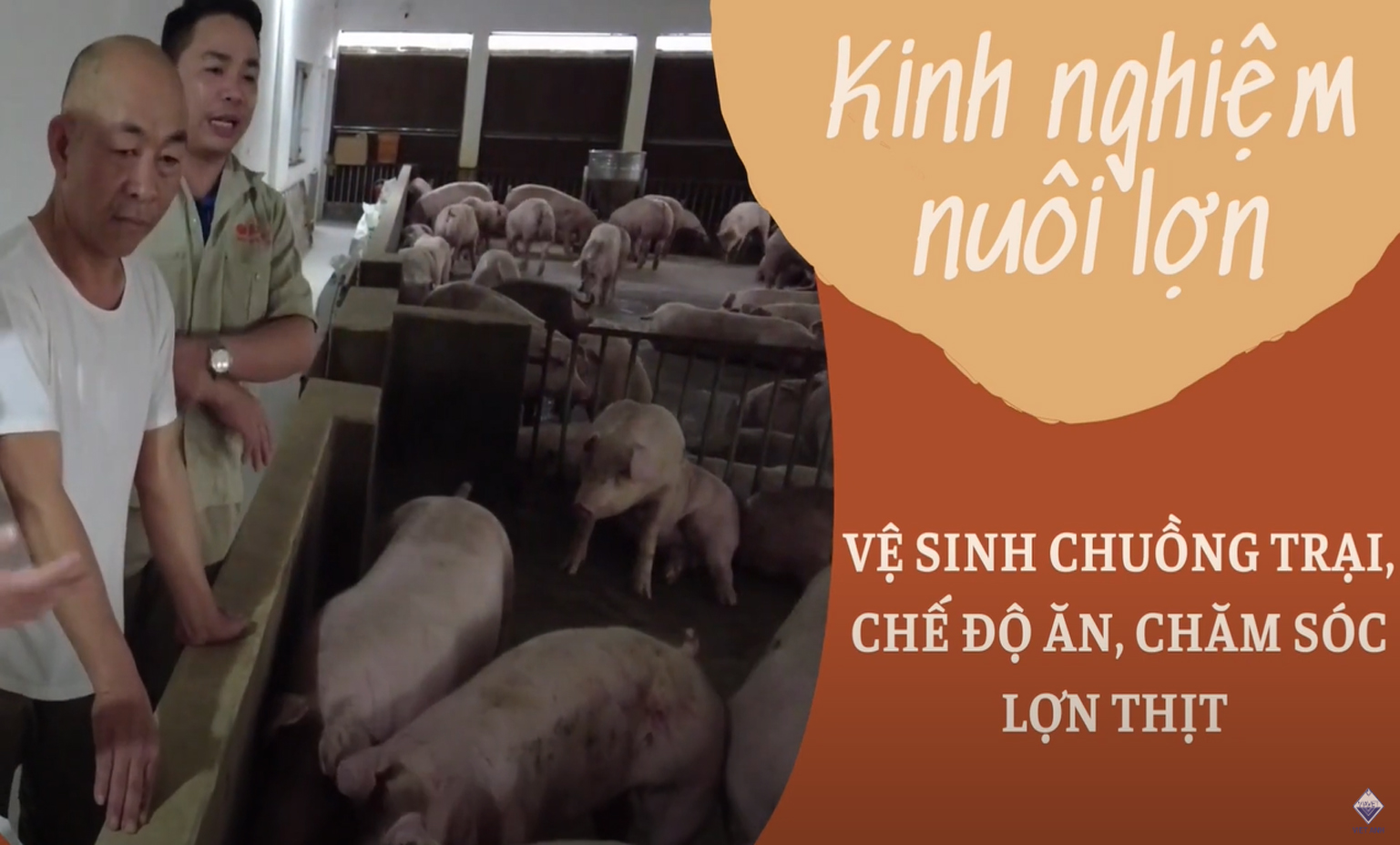 Vệ sinh chuồng trại, chế độ ăn và chăm sóc sức khỏe lợn thịt