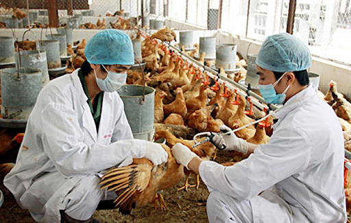 tiêm thuốc kháng sinh cho gà