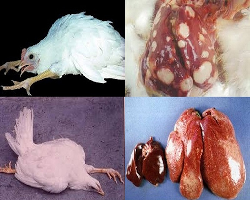 Ngành chăn nuôi gà và những điều cần biết về các bệnh ở gà