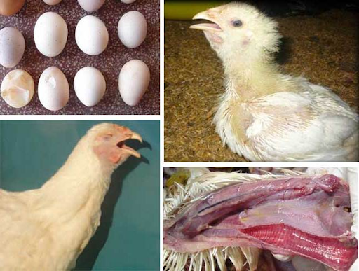 Ngành chăn nuôi gà và những điều cần biết về các bệnh ở gà